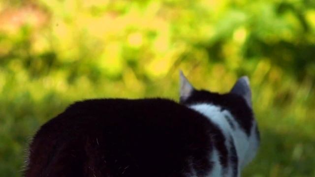 TAIR-3S ƒ/4,5/300 mm "KMZ PhotoSniper" смотреть онлайн