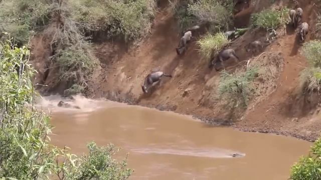 Real fight animals on the planet #1 crocodile and zebra, lion and buffalo part 1 смотреть онлайн