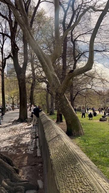 New York, Eclipse Happening #shorts #centralpark #eclipse #sun #clouds #lake #green #newyork #natur смотреть онлайн