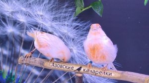 Сатинет Красный мозаик