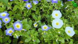 Цветет с весны до осени и растет даже на песке! Неприхотливый однолетник вьюнок трёхцветный.