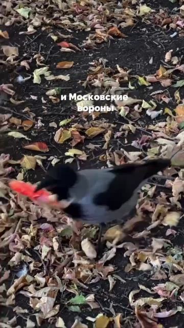 Мем ТГ https://t.me/FireWorldMemes смотреть онлайн