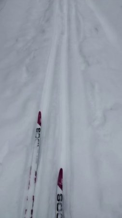 Лыжи 25км,после утреней тренировки, более подробнов длином видео 04.02.25