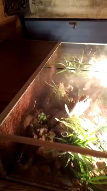 Террариум для хамелионов от студии V-Vintage смотреть онлайн