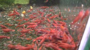 bloody mary shrimp  креветки кровавая мэри