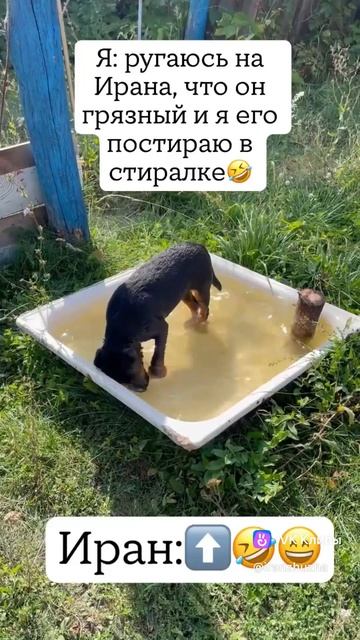 Ягдтерьер купается