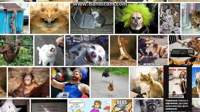 смешные фото смотреть онлайн