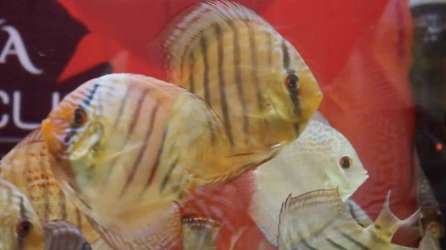 Ring Leopard | Face Spotted Eruption | Brilliant Turquoise | Mercury Blue | Yellow Rafflesia Discus смотреть онлайн