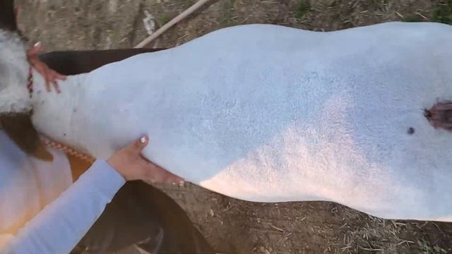 Okie (OYE Daughter) weight: 174 смотреть онлайн