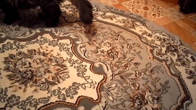 Кот Марс. Сказал своё веское слово.