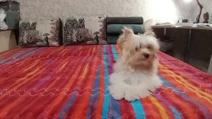 Щенок милашка Каспер ищет любящую семью🐶❤️.