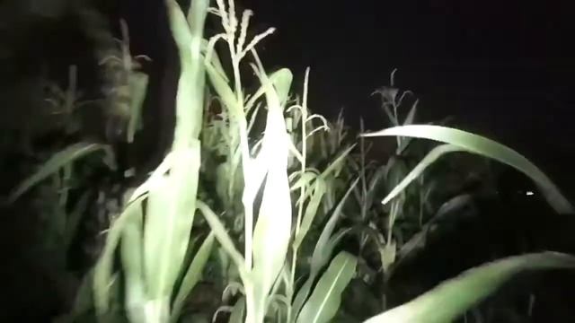 НЛО ! UFO December 2015 смотреть онлайн