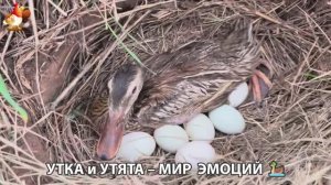 Утка и Утята – мир нежных эмоций 🦆🤗❣️часть (13)