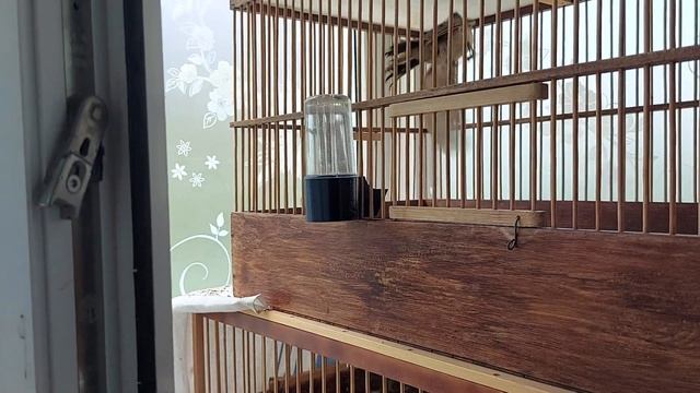 лечение болезни глаз у птиц