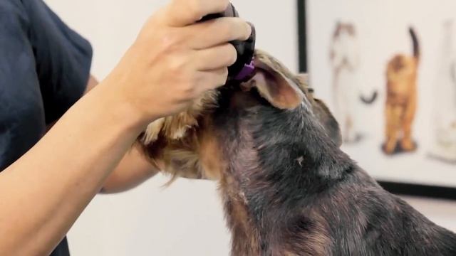 COMO FAZER CARINHA PERFEITA EM YORKSHIRE😍😍 смотреть онлайн