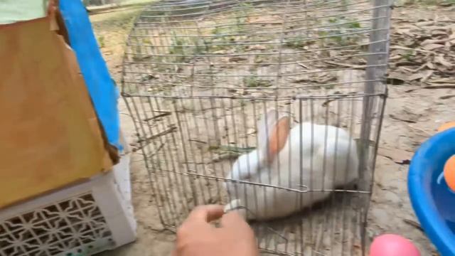 Hewan Lucu Tangkap Ayam Lucu, Ayam Warna Warni, Kelinci, Kucing Lucu, Bebek, #1222