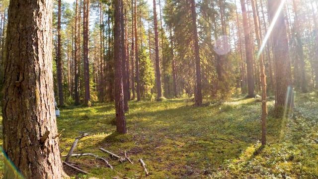 ВОЖЕГА и ВОЖЕГОДСКИЙ РАЙОН - 2024. МАРЬИНСКИЙ БОР. ЧАСТЬ – 2: ЗАВЕРШЕНИЕ 1-го ДНЯ. смотреть онлайн