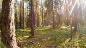 ВОЖЕГА и ВОЖЕГОДСКИЙ РАЙОН - 2024. МАРЬИНСКИЙ БОР. ЧАСТЬ – 2: ЗАВЕРШЕНИЕ 1-го ДНЯ.