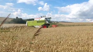 Mолотимо пшеницю комбайном claas dominator 108sl