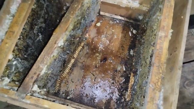 Моль атакует! Пчеловодства Башкирии смотреть онлайн