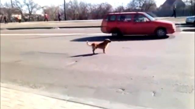 сумасшедшая собака.mp4 смотреть онлайн