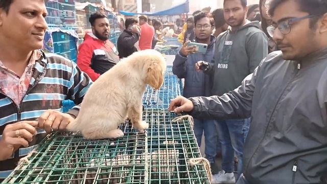 Galiff Street Pet Market Kolkata  Dog Puppy Price Update  Dog  dog market in kolkata  Dog Price
