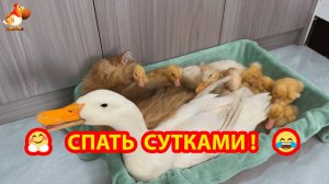 Кошке приходится спать сутками с Утками ❣️🤗😂