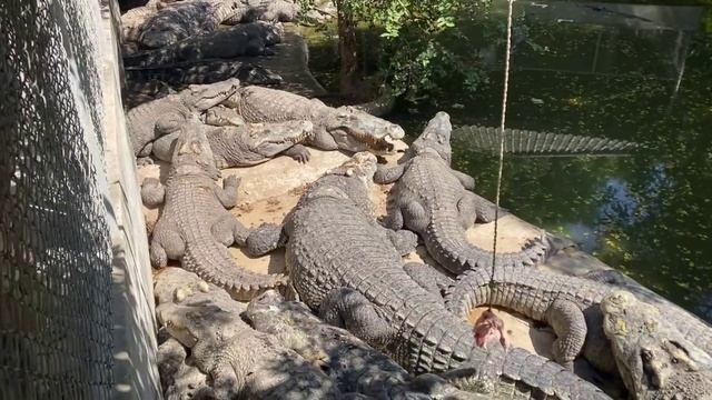 Паттайя часть 2 Жирафы Слоны и Крокодилы