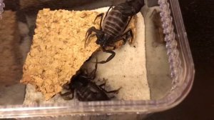 Androctonus tenuissimus mating