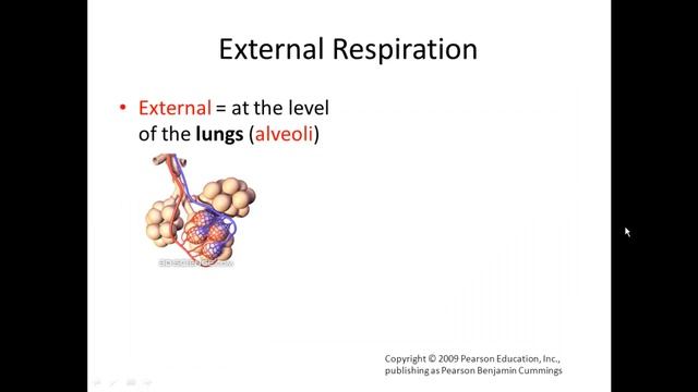 External and Internal Respiration (Gas Exchange) SIMPLIFIED!!! смотреть онлайн