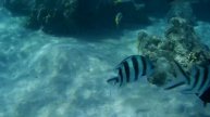 Snorkeling Marsa Alam, Egypt