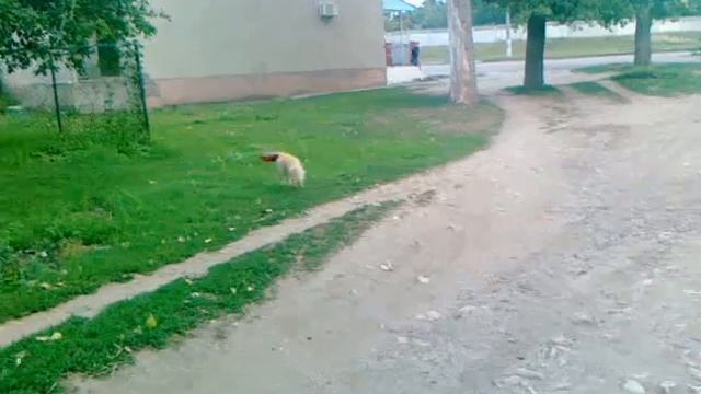 Собака в скафандре Dog in a spacesuit смотреть онлайн