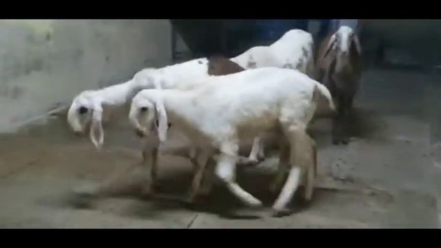 Hontel sheep full pink 5 - 6 month kids weight 25 - 30 kg. смотреть онлайн