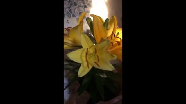💐My beautiful yellow lily flowers in the morning golden hour and evening golden hour sun💐 смотреть онлайн