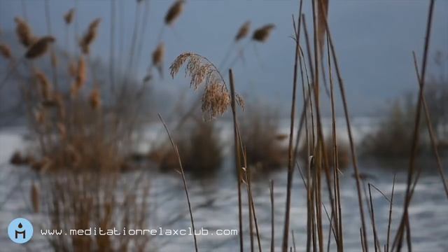 Musica Rilassante per Allontanare Negatività: Sottofondo Musicale per Rilassamento Mentale смотреть онлайн