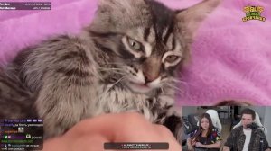 04-02-2025 Анна мяу