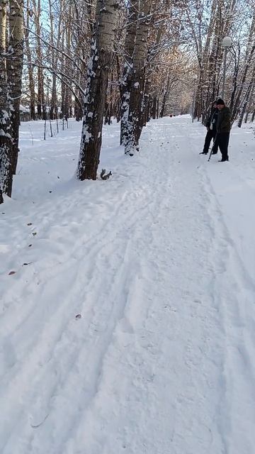Парк. Тюмень. Живая природа. #park#Tyumen#squirrel#snow#wildlife# смотреть онлайн