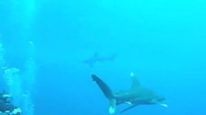 Elphinstone Reef / Shaab Marsa Alam