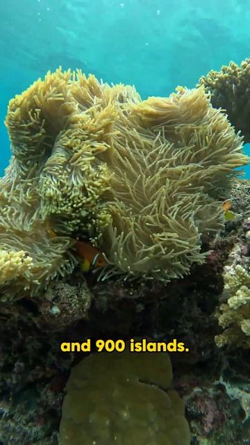 The Great Barrier Reef: A Must-Visit Destination | PeekABoo Travels