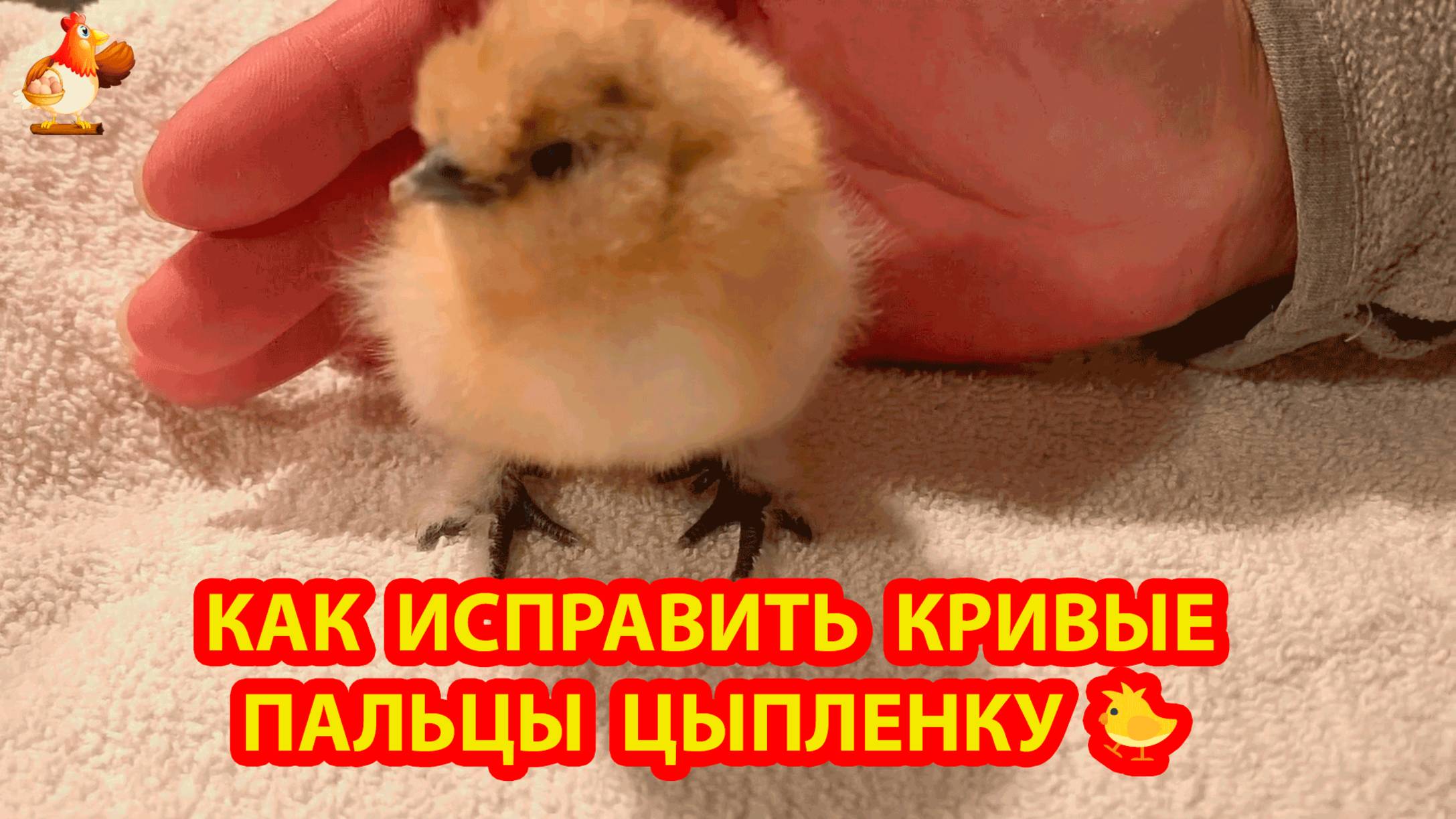 У цыпленка кривые пальцы 🐤 Как исправить способом "утенок" за 10 дней ❣️🤗😍