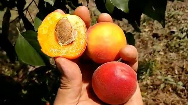 Новинка! Абрикос Ізігат. Apricot Izigat. Гарний абрикос, який має присмак малини. смотреть онлайн