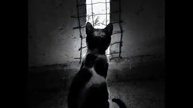 Бълнуване vloadertemp смотреть онлайн