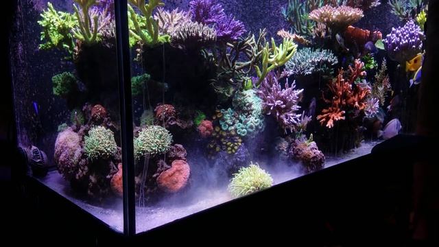 50 Gallon Water Change On A Dirty 300 Gallon Reef | The Power Of Bubbles! смотреть онлайн