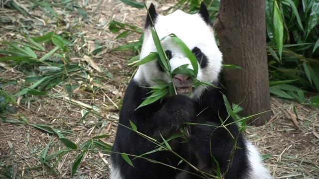 Animal World 2 смотреть онлайн