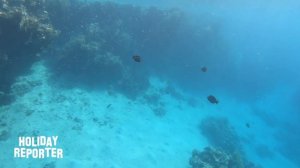 Snorkeling House Reef Brayka Bay Northside / Marsa Alam / Egypt Gopro Black 7 Underwater