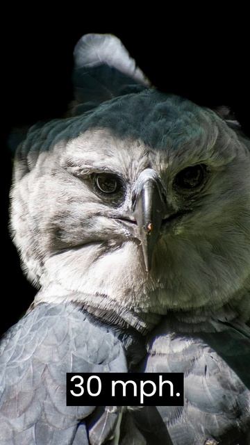 Dangerous Birds on our planet #shorts смотреть онлайн