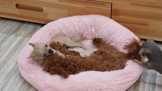 Мустанг и Нептун весело играют питомник чихуахуа Кастропуло Крым смотреть онлайн