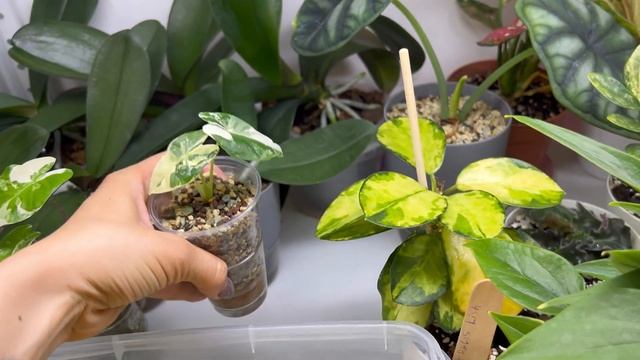 Филодендрон Веррукозум,мой уход смотреть онлайн