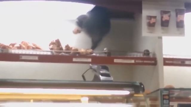 Я РЖАЛ ЦЕЛЫЙ ЧАС ТЕСТ НА ПСИХИКУ ПОПРОБУЙ НЕ ЗАСМЕЯТЬСЯСМЕШНЫЕ ЖИВОТНЫЕ смотреть онлайн