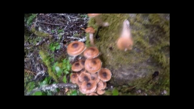 ОПЯТА НА ДЕРЕВЬЯХ!!! смотреть онлайн